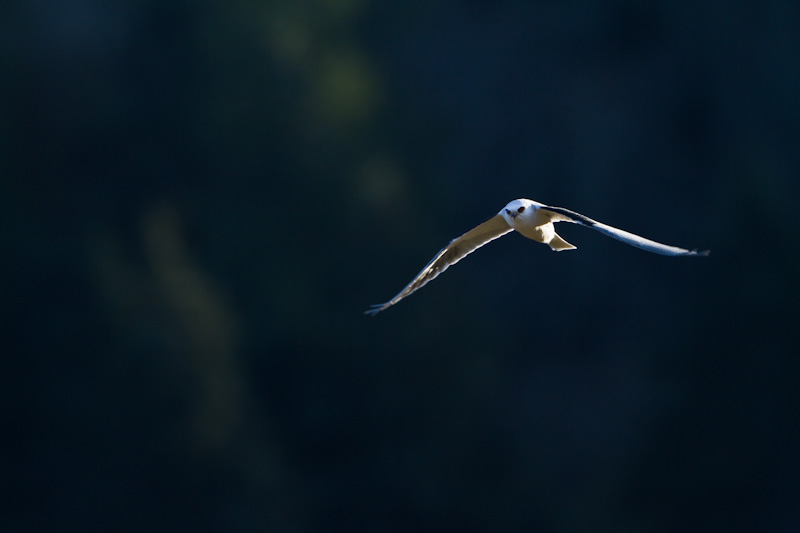 White-Tailed Kite In Flight